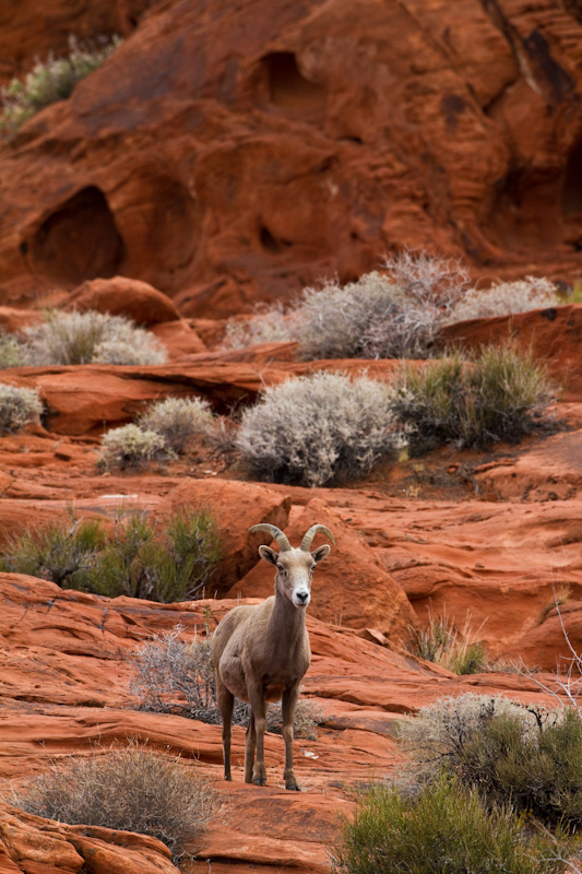 Bighorn On Slickrock